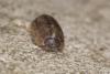 Armadillidium vulgare